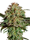 A.M.S. | PHOTOFEM | Greenhouse Seed Co. - Freigestellt 2026-08-13