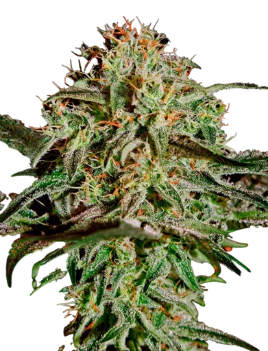 A.M.S. | PHOTOFEM | Greenhouse Seed Co. - Freigestellt 2026-08-13