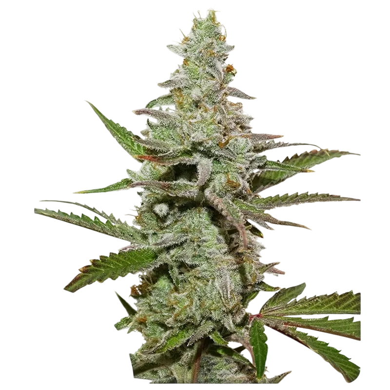 Amsterdam Amnesia | PHOTOFEM | Dutch Passion - Freigestellt 2026-08-13