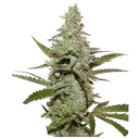 Amsterdam Amnesia | PHOTOFEM | Dutch Passion - Freigestellt 2026-08-13