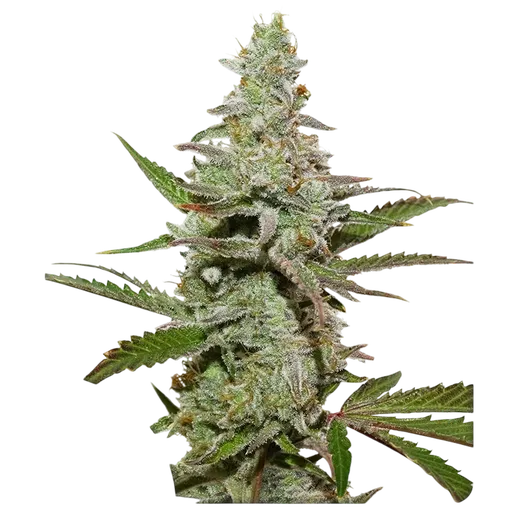 Amsterdam Amnesia | PHOTOFEM | Dutch Passion - Freigestellt 2026-08-13
