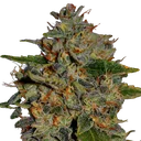 Apple Crumble | PHOTOFEM | G13 Labs - Freigestellt 2026-08-13