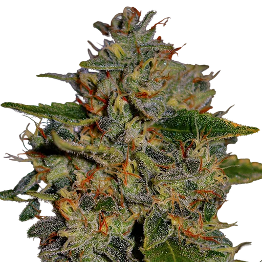 Apple Crumble | PHOTOFEM | G13 Labs - Freigestellt 2026-08-13