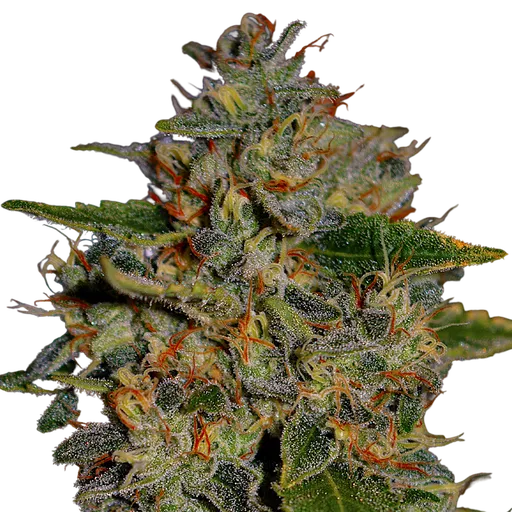Apple Crumble | PHOTOFEM | G13 Labs - Freigestellt 2026-08-13