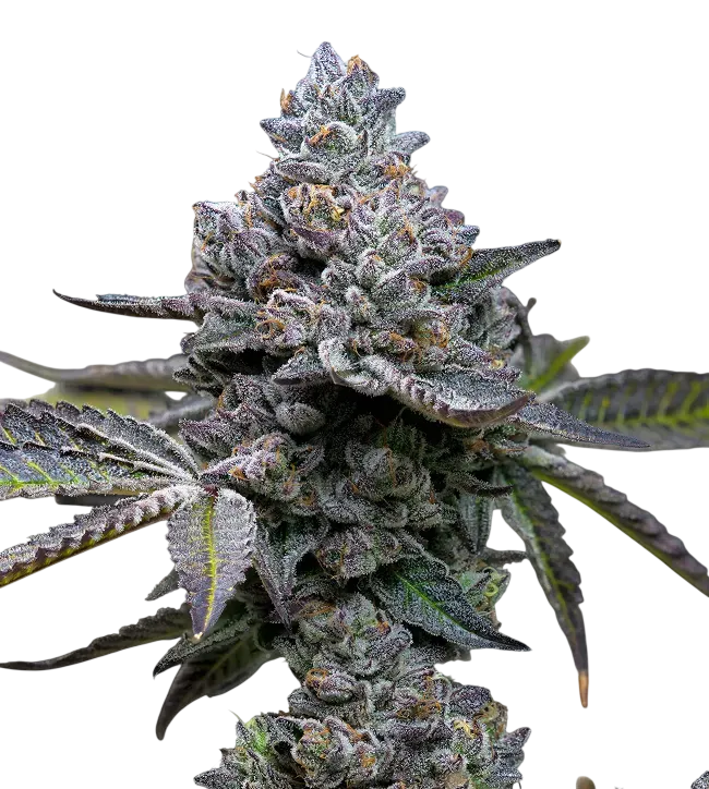 Apple Fritter | PHOTOFEM | Barneys Farm - Freigestellt 2026-08-13