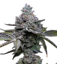 Apple Fritter | PHOTOFEM | Barneys Farm - Freigestellt 2026-08-13