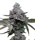 Apple Fritter | PHOTOFEM | Barneys Farm - Freigestellt 2026-08-13