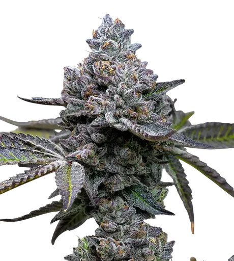 Apple Fritter | PHOTOFEM | Barneys Farm - Freigestellt 2026-08-13
