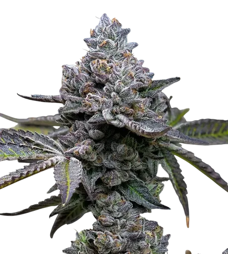 Apple Fritter | PHOTOFEM | Barneys Farm - Freigestellt 2026-08-13