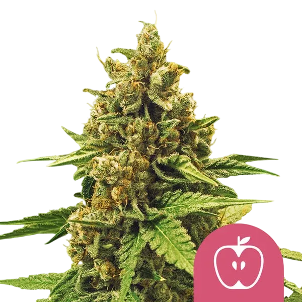Apple Fritter | PHOTOFEM | Royal Queen Seeds - Freigestellt 2026-08-13