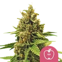 Apple Fritter | PHOTOFEM | Royal Queen Seeds - Freigestellt 2026-08-13