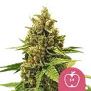 Apple Fritter | PHOTOFEM | Royal Queen Seeds - Freigestellt 2026-08-13