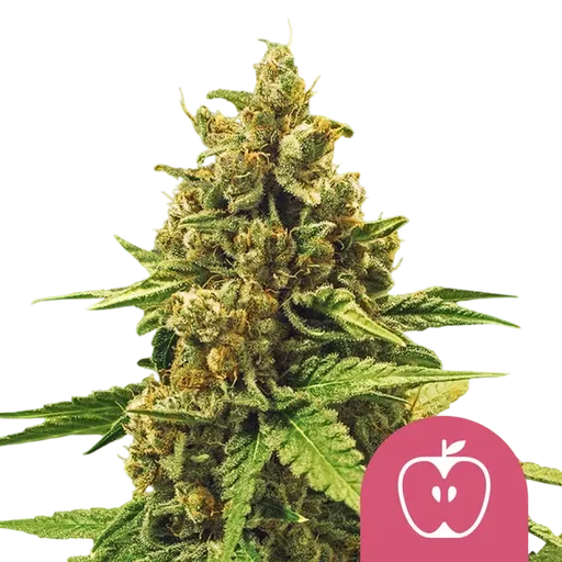 Apple Fritter | PHOTOFEM | Royal Queen Seeds - Freigestellt 2026-08-13