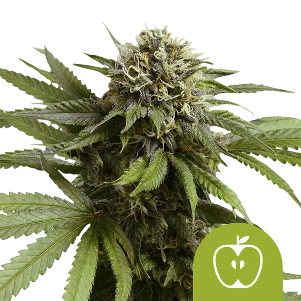 Apple Fritter Auto | AUTOFEM | Royal Queen Seeds - Freigestellt 2026-08-13