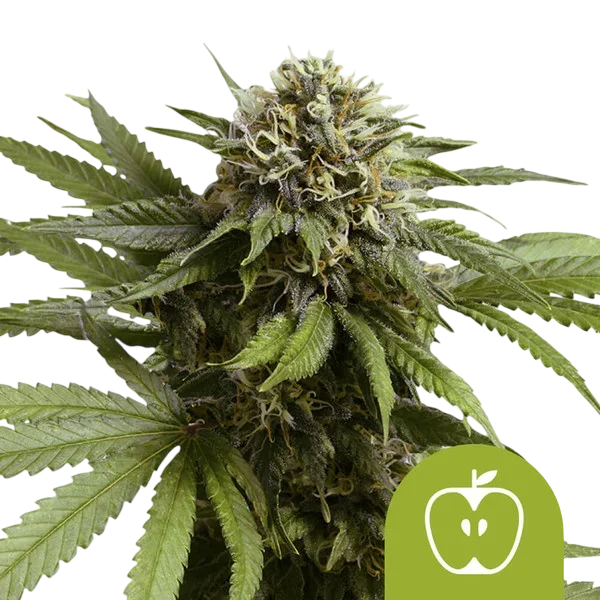 Apple Fritter Auto | AUTOFEM | Royal Queen Seeds - Freigestellt 2026-08-13