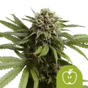 Apple Fritter Auto | AUTOFEM | Royal Queen Seeds - Freigestellt 2026-08-13