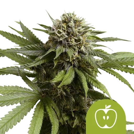 Apple Fritter Auto | AUTOFEM | Royal Queen Seeds - Freigestellt 2026-08-13