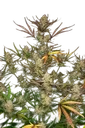Apple Strudel Auto | AUTOFEM | Fast Buds - Freigestellt 2026-08-13