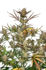 Apple Strudel Auto | AUTOFEM | Fast Buds - Freigestellt 2026-08-13