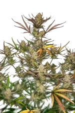 Apple Strudel Auto | AUTOFEM | Fast Buds - Freigestellt 2026-08-13