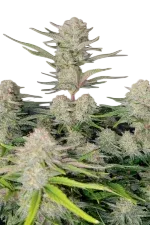 Apricot Auto | AUTOFEM | Fast Buds - Freigestellt 2026-08-13