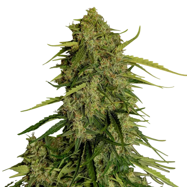 Atlas F1 Auto | AUTOFEM | Royal Queen Seeds - Freigestellt 2026-08-13