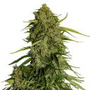 Atlas F1 Auto | AUTOFEM | Royal Queen Seeds - Freigestellt 2026-08-13