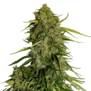 Atlas F1 Auto | AUTOFEM | Royal Queen Seeds - Freigestellt 2026-08-13