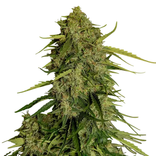 Atlas F1 Auto | AUTOFEM | Royal Queen Seeds - Freigestellt 2026-08-13