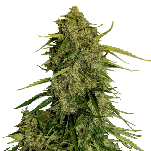 Atlas F1 Auto | AUTOFEM | Royal Queen Seeds - Freigestellt 2026-08-13