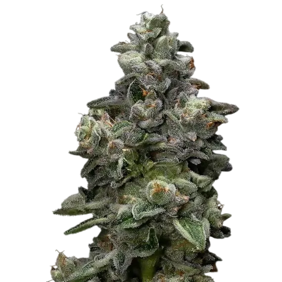 Bakers Delight | PHOTOFEM | DNA Genetics - Freigestellt 2026-08-13