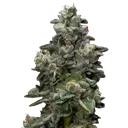 Bakers Delight | PHOTOFEM | DNA Genetics - Freigestellt 2026-08-13