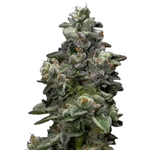 Bakers Delight | PHOTOFEM | DNA Genetics - Freigestellt 2026-08-13