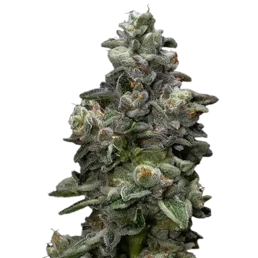 Bakers Delight | PHOTOFEM | DNA Genetics - Freigestellt 2026-08-13