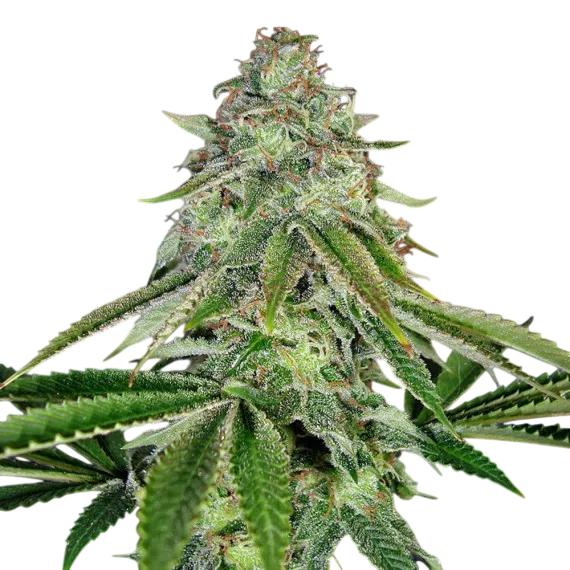 Bakers Delight Auto | AUTOFEM | DNA Genetics - Freigestellt 2026-08-13