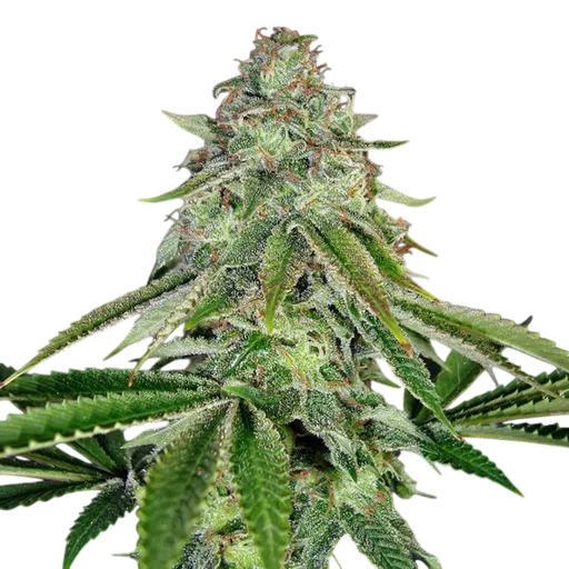 Bakers Delight Auto | AUTOFEM | DNA Genetics - Freigestellt 2026-08-13