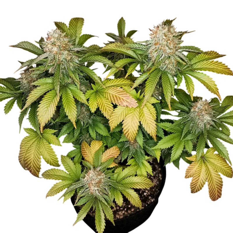 Banana Blaze | PHOTOFEM | Dutch Passion - Freigestellt 2026-08-13