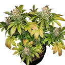 Banana Blaze | PHOTOFEM | Dutch Passion - Freigestellt 2026-08-13