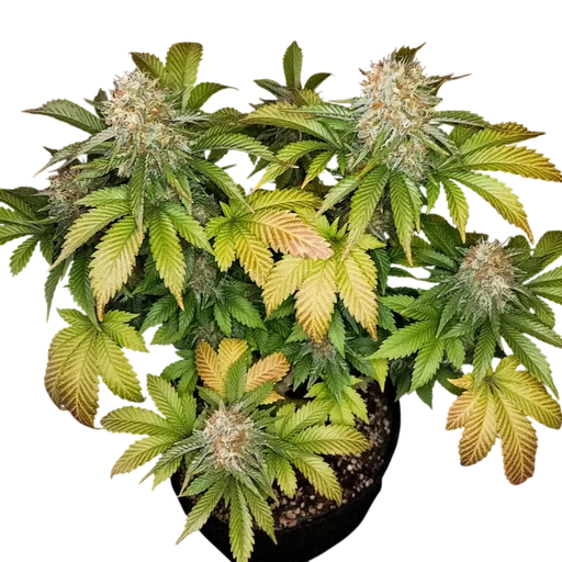 Banana Blaze | PHOTOFEM | Dutch Passion - Freigestellt 2026-08-13
