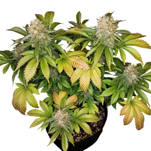 Banana Blaze | PHOTOFEM | Dutch Passion - Freigestellt 2026-08-13