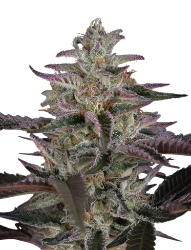 Banana Krumble | PHOTOFEM | Greenhouse Seed Co. - Freigestellt 2026-08-13