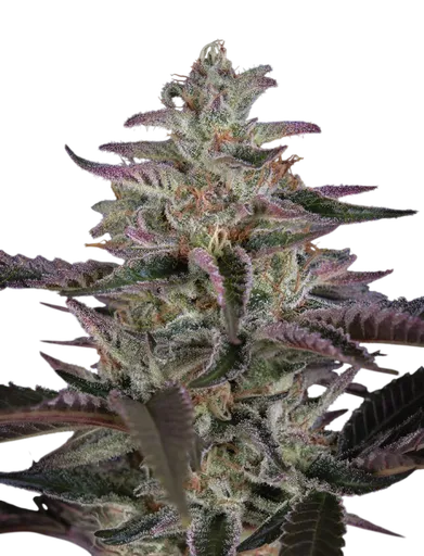 Banana Krumble | PHOTOFEM | Greenhouse Seed Co. - Freigestellt 2026-08-13