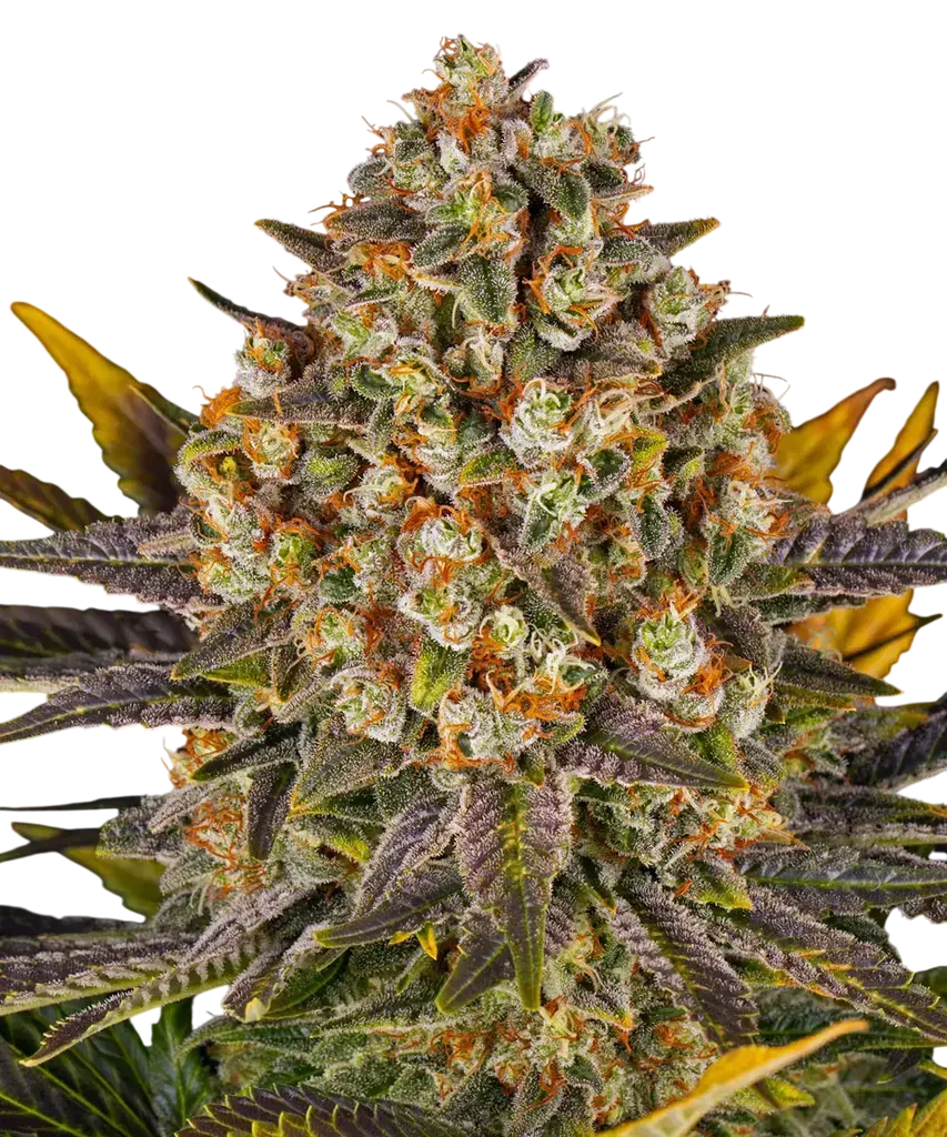 Banana Punch | PHOTOFEM | Barneys Farm - Freigestellt 2026-08-13