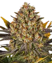 Banana Punch | PHOTOFEM | Barneys Farm - Freigestellt 2026-08-13