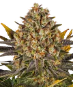 Banana Punch | PHOTOFEM | Barneys Farm - Freigestellt 2026-08-13