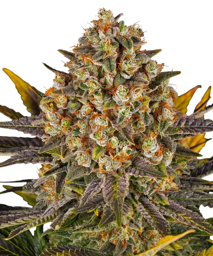 Banana Punch | PHOTOFEM | Barneys Farm - Freigestellt 2026-08-13