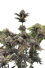 Banana Purple Punch Auto | AUTOFEM | Fast Buds - Freigestellt 2026-08-13