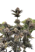 Banana Purple Punch Auto | AUTOFEM | Fast Buds - Freigestellt 2026-08-13