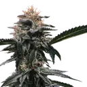 Banana Sorbet | PHOTOFEM | DNA Genetics - Freigestellt 2026-08-13
