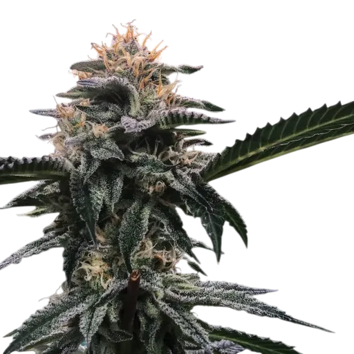 Banana Sorbet | PHOTOFEM | DNA Genetics - Freigestellt 2026-08-13